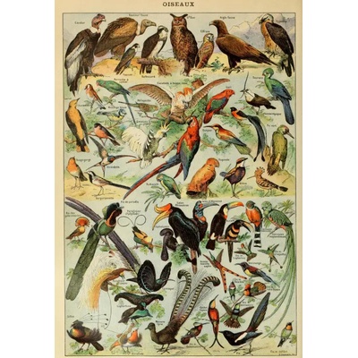 Grafika Ilustrace z Larousse pour Tous Ptáci 1000 dílků