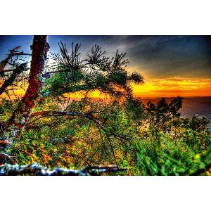 DIMEX ART Флизелинов фототапет борови дървета и залез 375 x 250 см