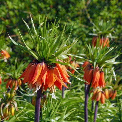 Řebčík královský Aurora Fritillaria imperialis cibuloviny 1 ks