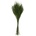 Tree Fern