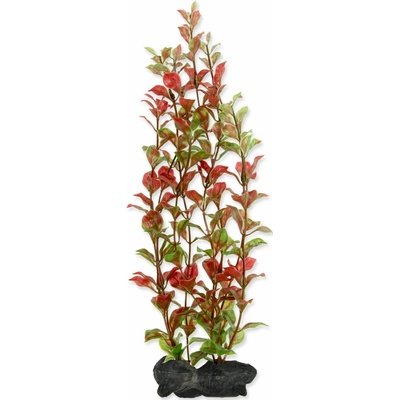 Tetra Ludwigia repens (Red Ludwigia) 30 cm