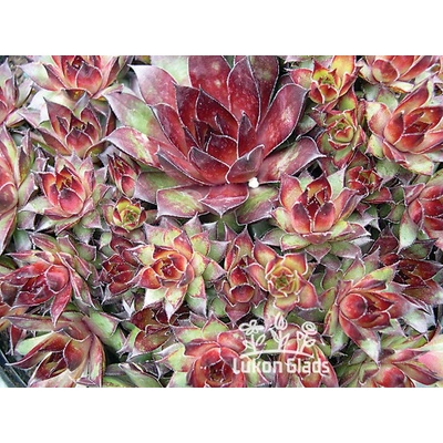 Sempervivum BRUNCO - netřesk