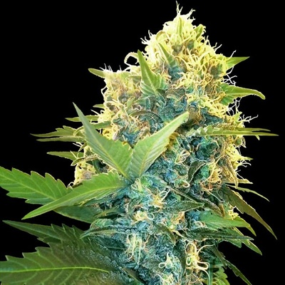 Sensi Seeds Research Double Kush Cake semienka neobsahujú THC 1 ks