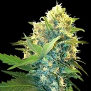 Sensi Seeds Research Double Kush Cake semena neobsahuji THC 3 ks