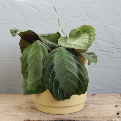 Maranta Leuconeura Silverband