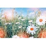 DIMEX ART Флизелинов фототапет маргаритки 375 x 250 см