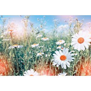 DIMEX ART Флизелинов фототапет маргаритки 375 x 250 см