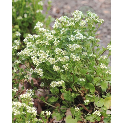 Семена от Кохлеария (скорбутна трева) 1гр (186600)