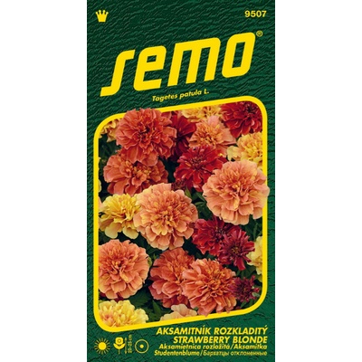 Semo Aksamitník rozkladitý Strawberry Blonde 35 s
