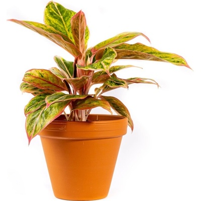 Gardners Aglaonema Salmon Fantasy, průměr 12 cm Aglaonema, Spící panna