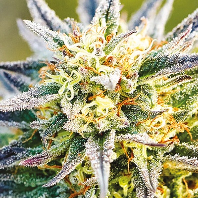 Anesia Seeds Congo semienka neobsahujú THC 10 ks