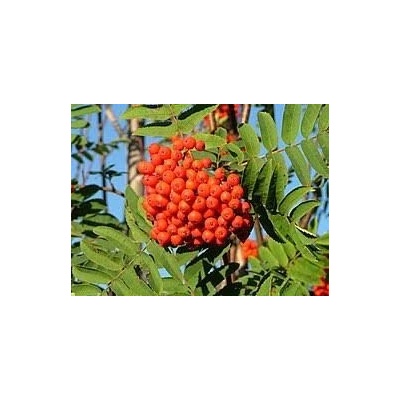 Sedmikráska ovocný sirup Jeřábina 0,5 l