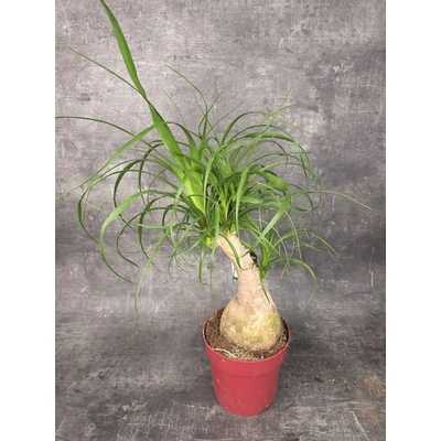 Nolina M Beaucarnea XL