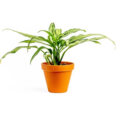 Gardners Aglaonema Cutlass, průměr 12 cm Aglaonema, Spící panna