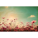 DIMEX ART Флизелинов фототапет винтидж цъфтяща поляна 375 x 250 см