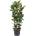 Ficus elastica robusta 34x135 cm