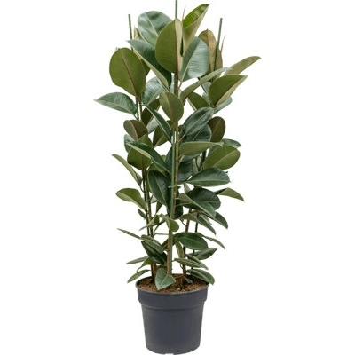 Ficus elastica robusta 34x135 cm