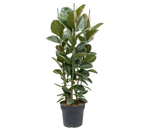 Ficus elastica robusta 34x135 cm