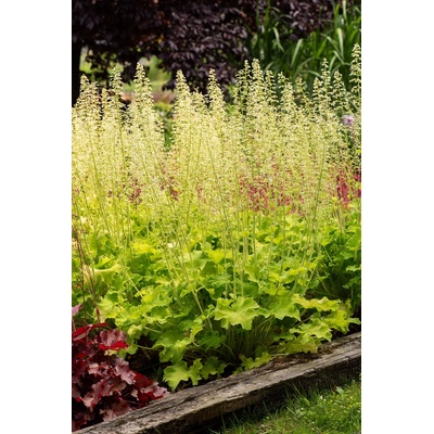 Heuchera hybrida REX LIME - dlužicha