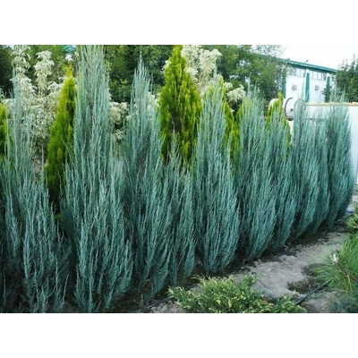 Borievka skalná Blue Arrow, výška 40-60 cm, kvetináč 2 l