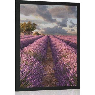 Plakát země levandulových polí - 20x30 silver