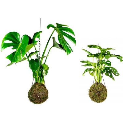 Gardners Set Kokedam Monstery (L) Monstera