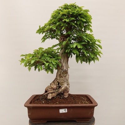 e-bonsai Venkovní bonsai -Carpinus Coreana - Habr korejský