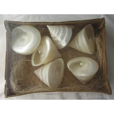 Dijk Natural Collection Mušle Troca salzeticus Pearl 6 ks