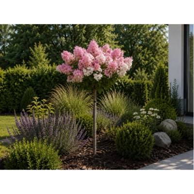 Hortenzia metlinatá (Hydrangea paniculata) ´GROUNDBREAKER® BLUSH´ by LIVING CREATIONS®´ - výška 60-70 cm, kont. C3L - NA KMIENKU