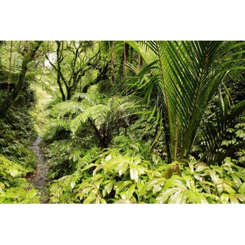 DIMEX ART s. r. o Флизелинов фототапет тропическа джунгла 375 x 250 см