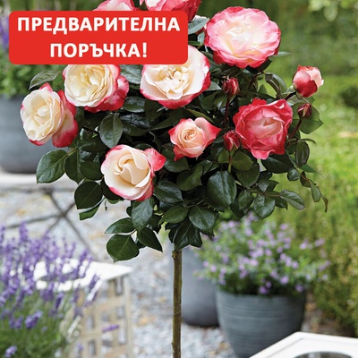 Tantau® Щамбова Роза Nostalgie® Tantau® - (Носталгия)