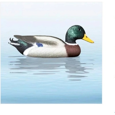 Balabán Mallard Drake kachna divoká – káčer – Hledejceny.cz