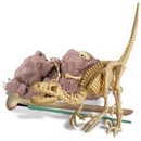 4M Dinosaur skeleton velociraptor
