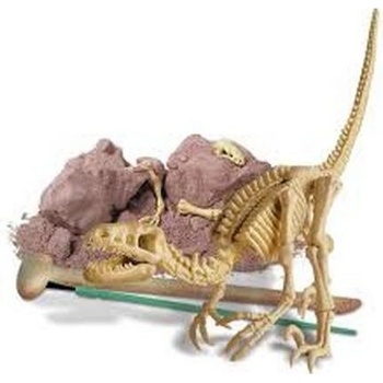4M Dinosaur skeleton velociraptor
