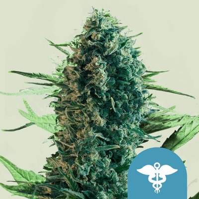 Royal Queen Seeds Royal Medic CBD semena neobsahují THC 10 ks
