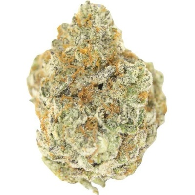 Growers Choice Permanent Whitemarker AUTO semena neobsahují THC 5 ks