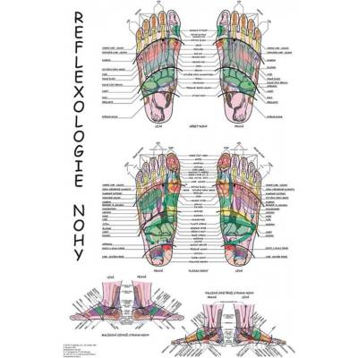 Vydavatelství Poznání Anatomický plakát - Reflexologie nohy 47 x 63 cm | CS
