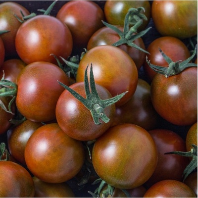 BIO Rajče černé Cherry - Solanum lycopersicum - bio semena - 6 ks
