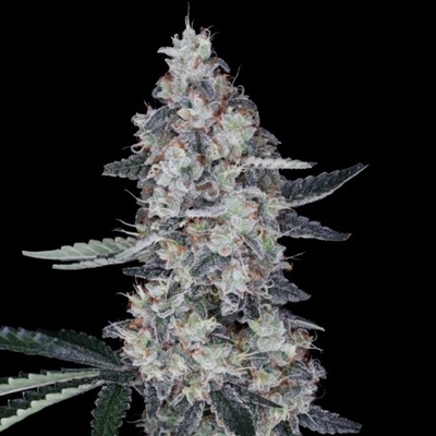 DNA Genetics Watermelon Man Auto semena neobsahují THC 10 ks