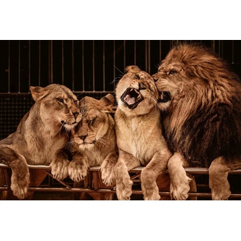 DIMEX ART s. r. o Флизелинов фототапет глутница лъвове 375 x 250 см