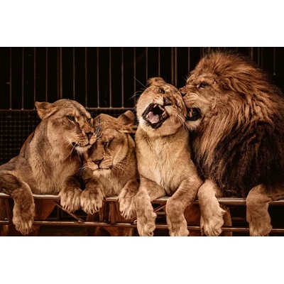 DIMEX ART Флизелинов фототапет глутница лъвове 375 x 250 см