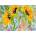Enjoy - Puzzle Sunflower Joy - 1 000 piese