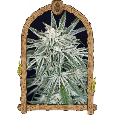 Exotic Seeds Green Gummy AUTO semena neobsahují THC 5 ks