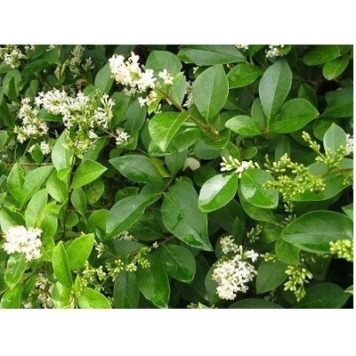 Ligustrum ovalifolium 30-40 C1,5L