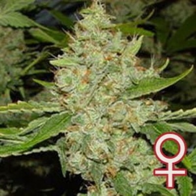 KC Brains Seeds Brains Choice semena neobsahují THC 5 ks