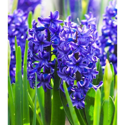 Hyacint plnokvětý Crystal Palace Hyacinthus L. prodej cibulovin 1 ks