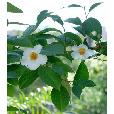 Cajovnik Prodej (Camellia sinensis, čajovníku jsou, čajových lístků, jako jsou, množství kultivarů) Cajovnik Prodej