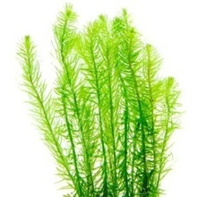 Mayaca fluviatillis