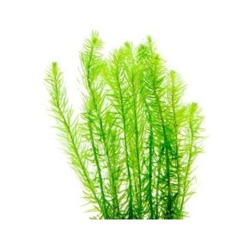 Mayaca fluviatillis