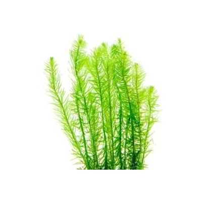 Mayaca fluviatillis
